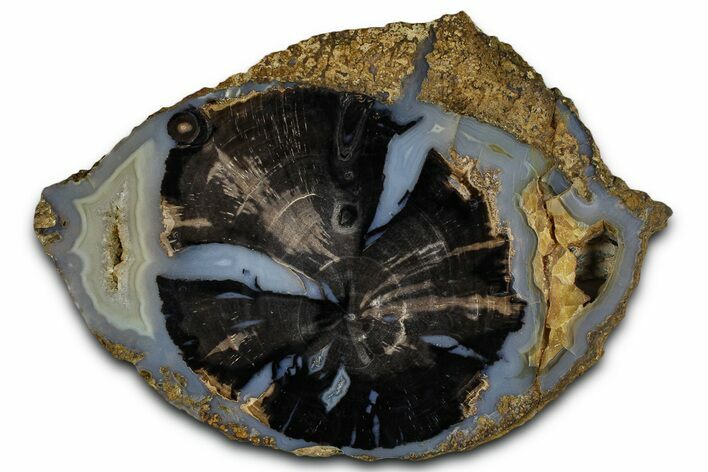 Petrified Wood (Schinoxylon) Round - Blue Forest, Wyoming #365862